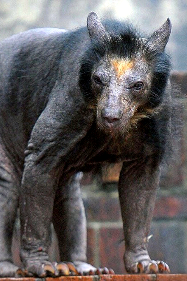 Чупакабра фото животного