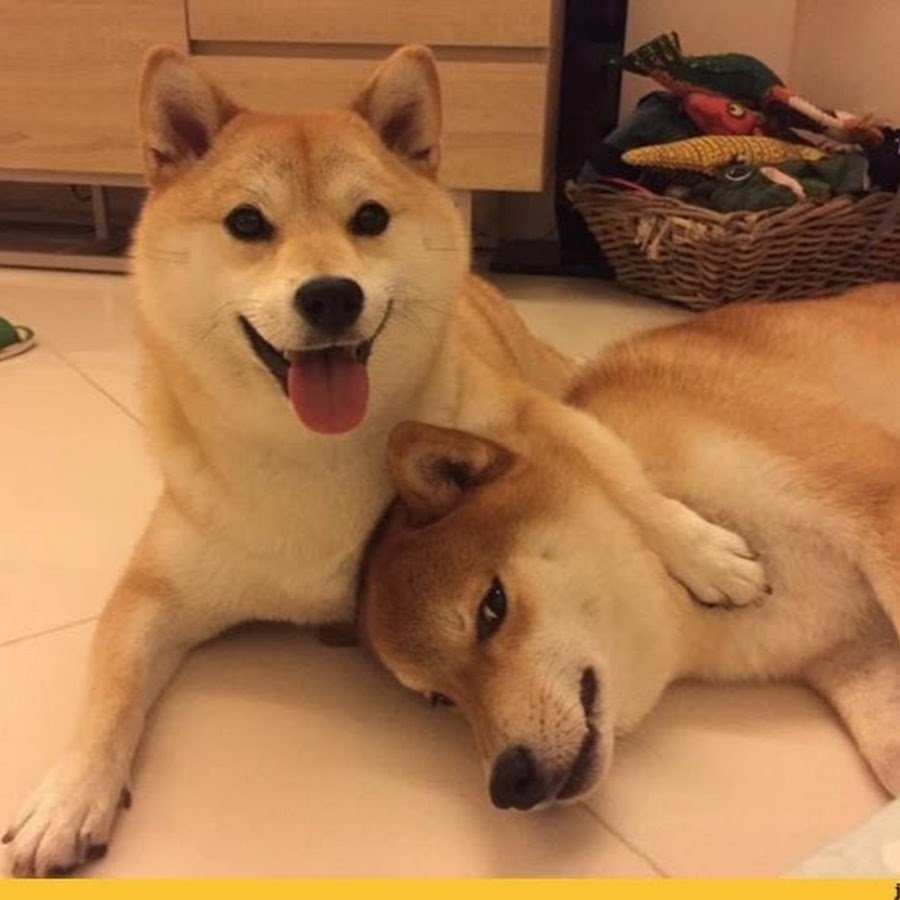 Сибаино собака