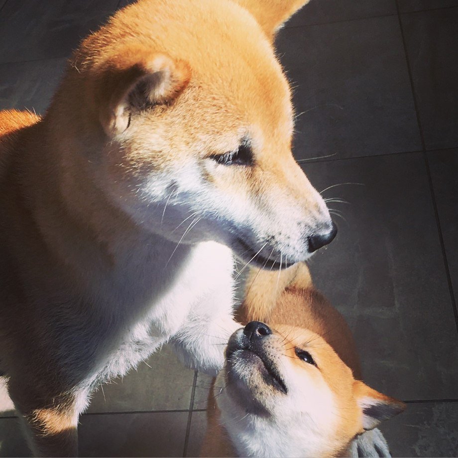 Шиба ину и корги