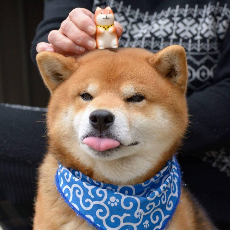 Сиба ину Рюдзи