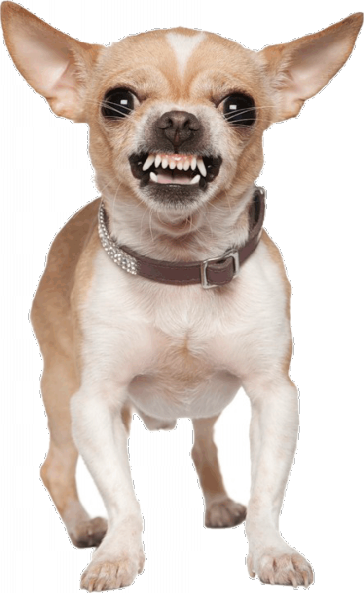 Злая собака чихуахуа