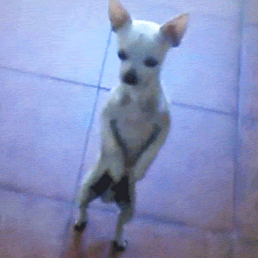 Щенок танцует