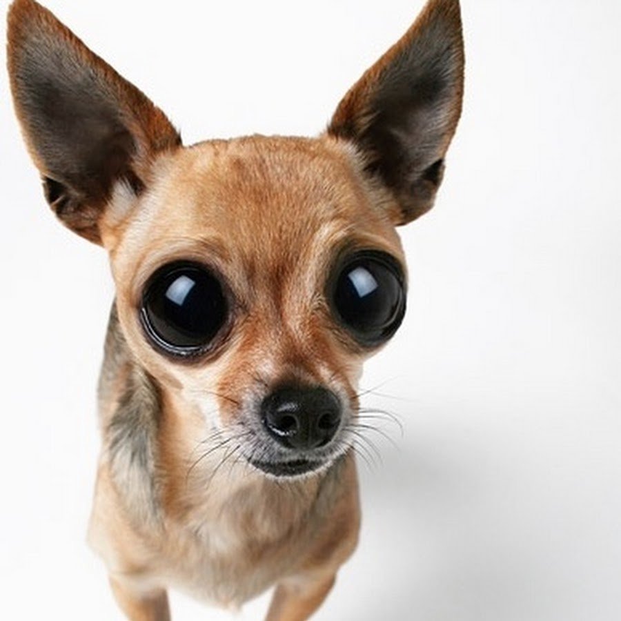 Мексиканский терьер чихуахуа