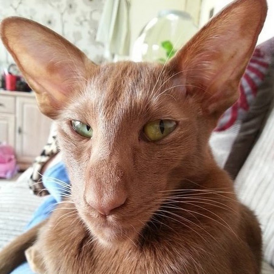 Кот с большим носом и ушами порода