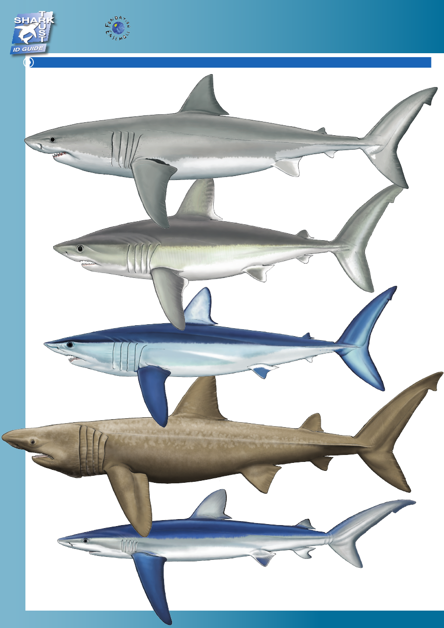 Рифовая акула