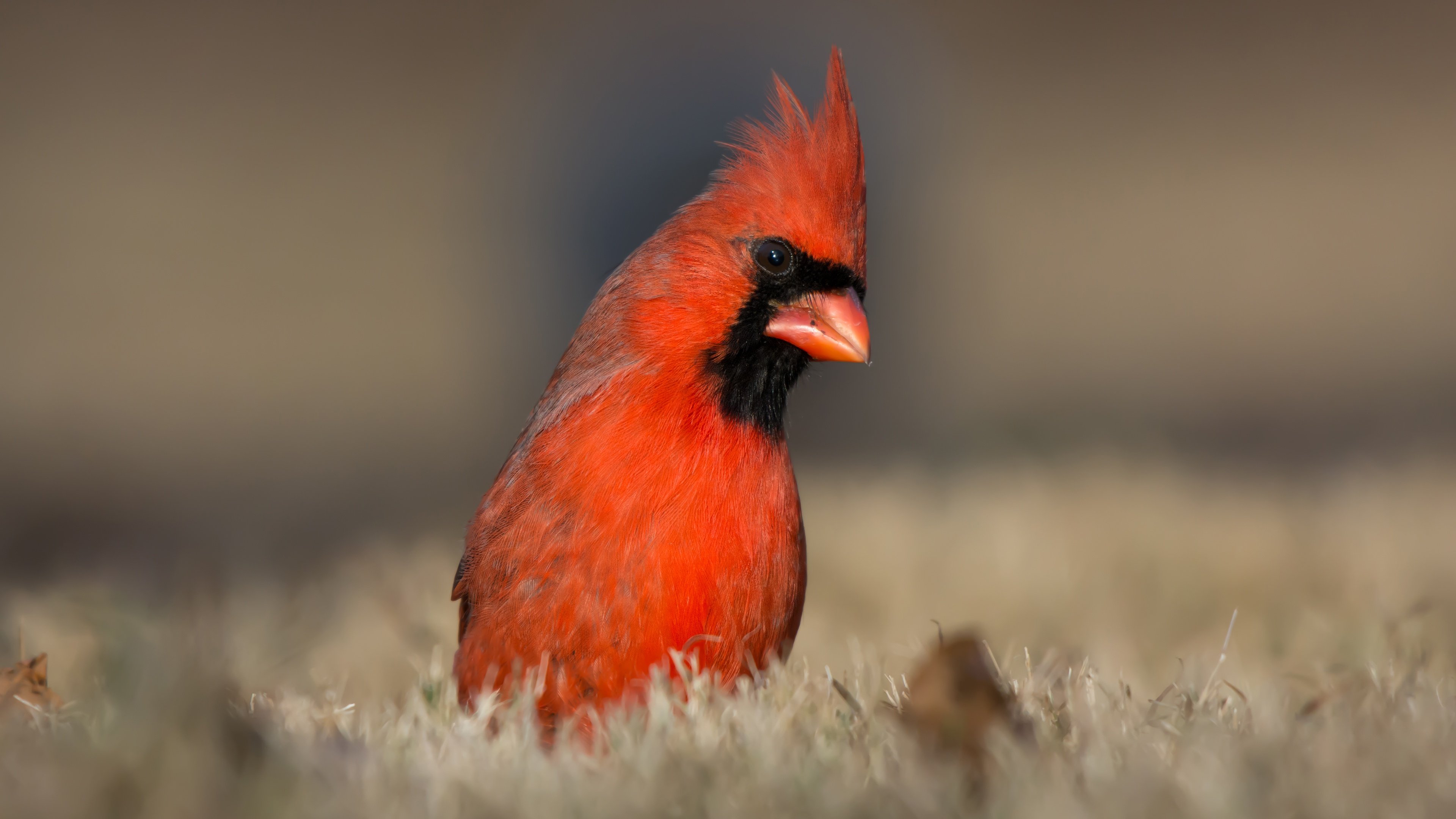 Маленькая рыжая птичка. Красный хохлатый Кардинал. Красный Зяблик Кардинал. Канарейка красная с хохолком. Рыжая птица.