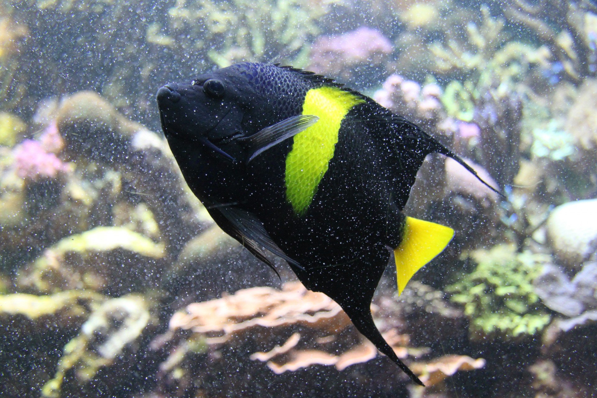 Черная рыба жив. Черная рыбка. Желто черная рыбка. Черно желтые рыбки аквариумные. Черно желтая рыба.
