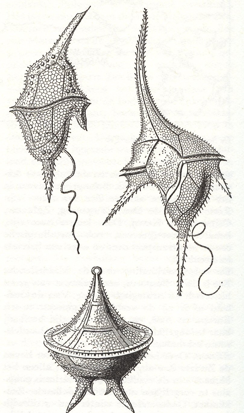 Жгутиконосцы цератиум
