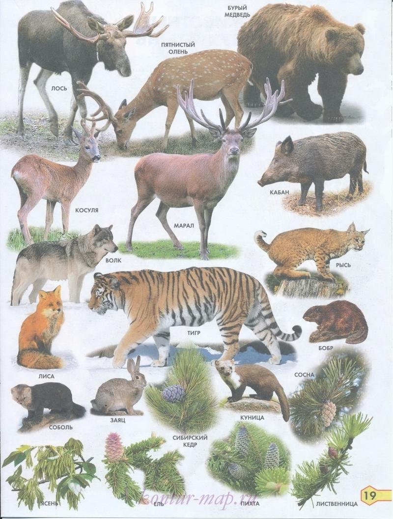 Животные средней полосы России