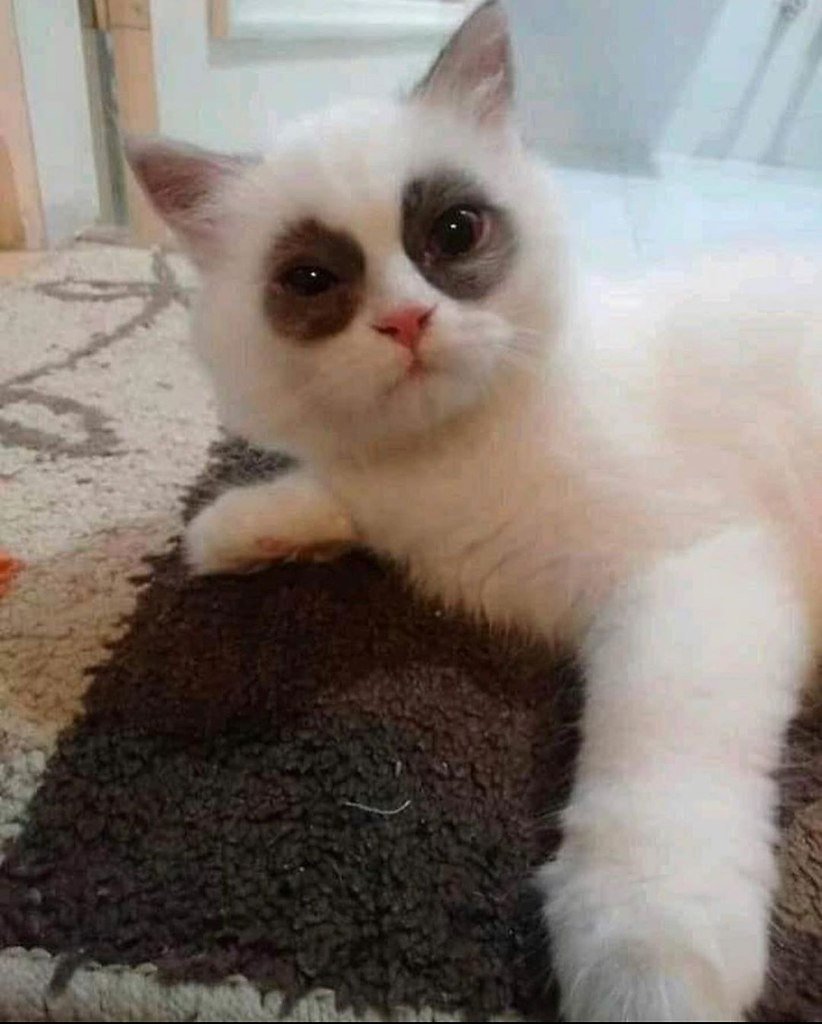 Кот с кругами под глазами