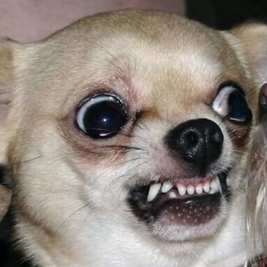 Животное с кругами под глазами