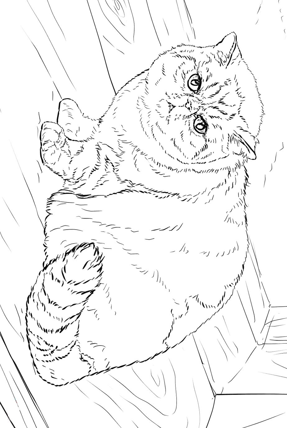 Раскраска вислоухий котёнок