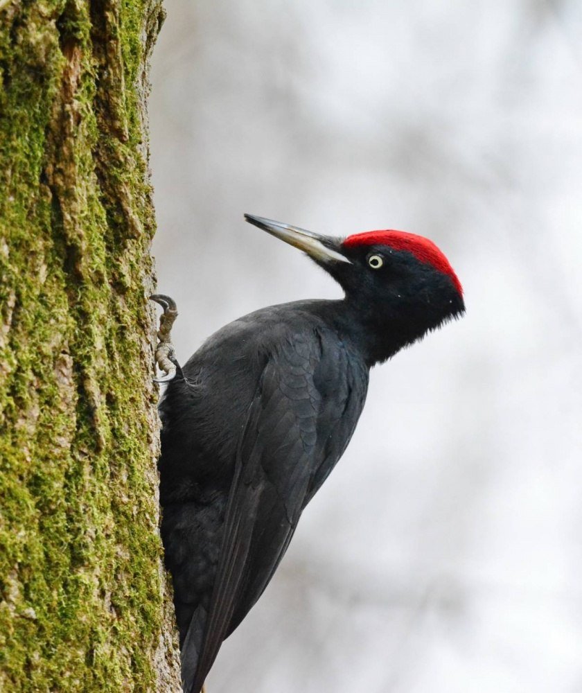 Дятел Желна птица