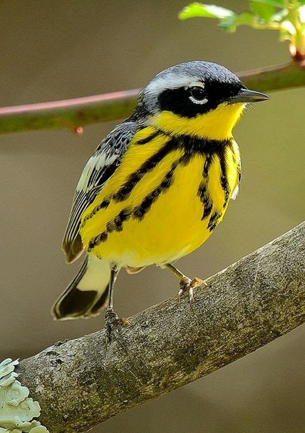 Птички с желтыми полосками. Маленькая птичка с желтой грудкой. Маленькая желто черная птичка. Птички с жёлтой грудкой маленькие. Птица желтая с черными полосками.