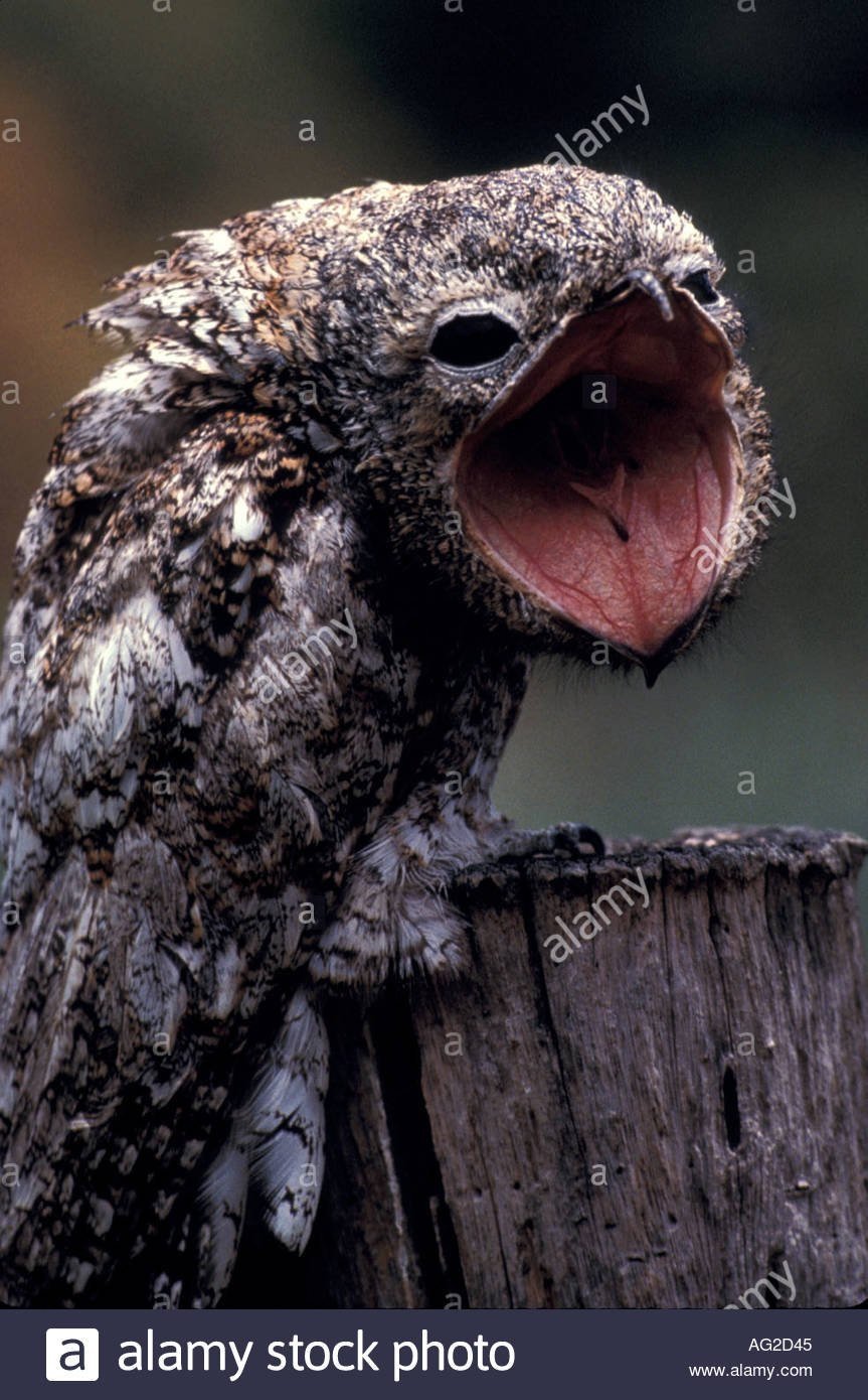 Исполинский козодой