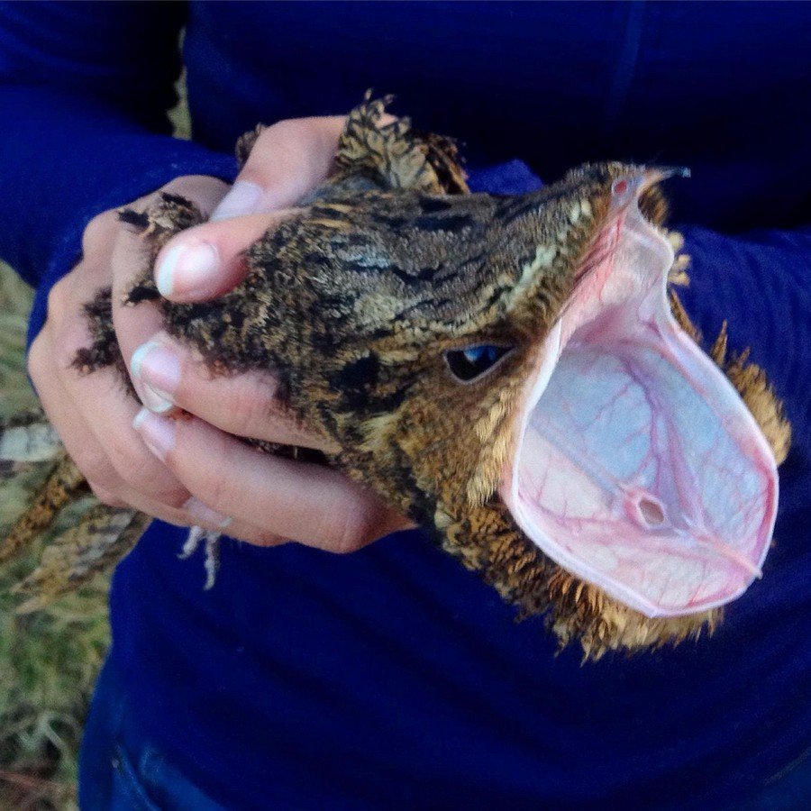 Клюв козодоя