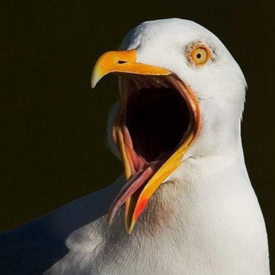 Упоротая Чайка