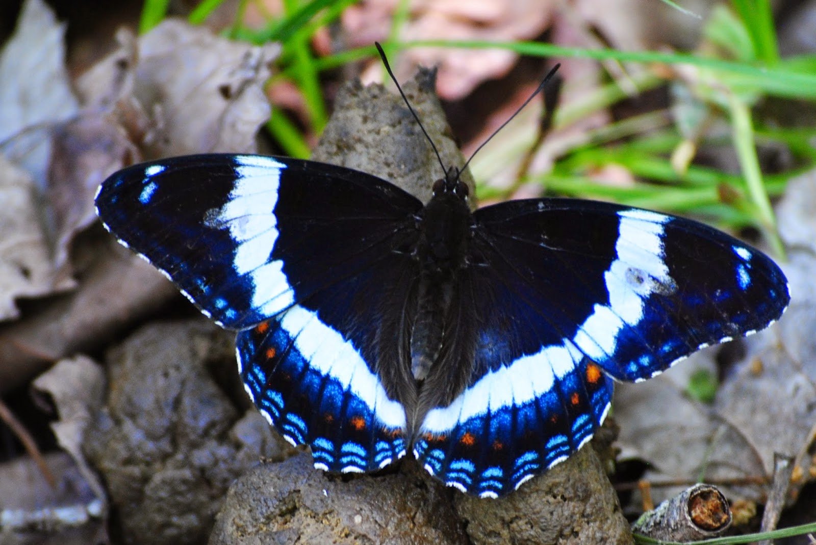 Какие бабочки адмирал. Бабочка Адмирал. Белый Адмирал бабочка. Синяя бабочка Адмирал.