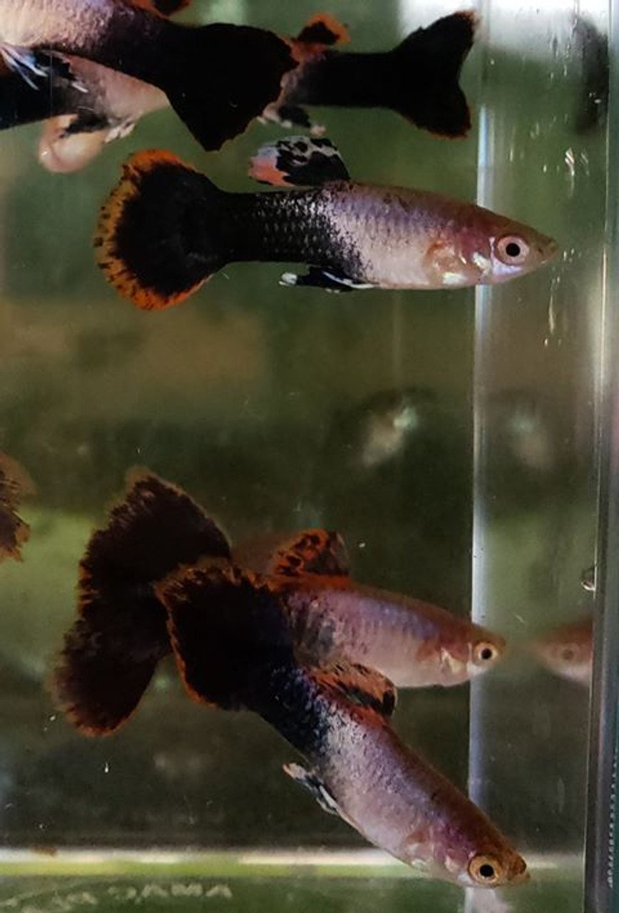 Гуппи тукседо смокинг