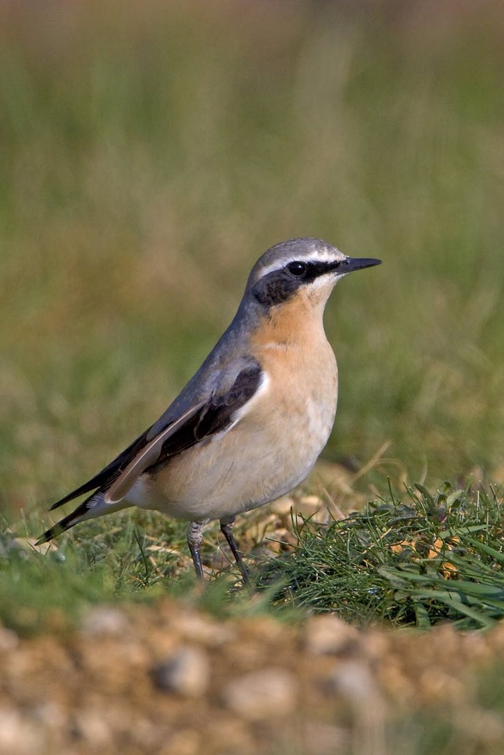 Птица с коричневой грудкой