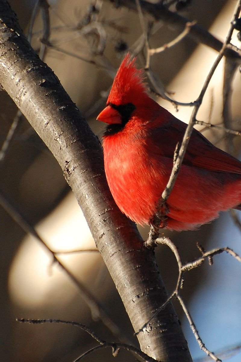 Хлест птичка