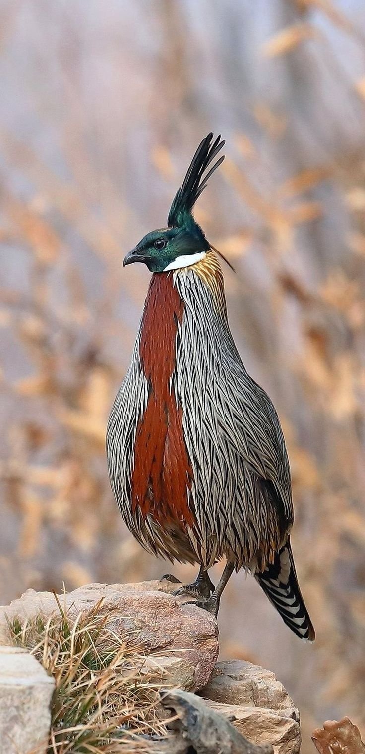 Архалук птица