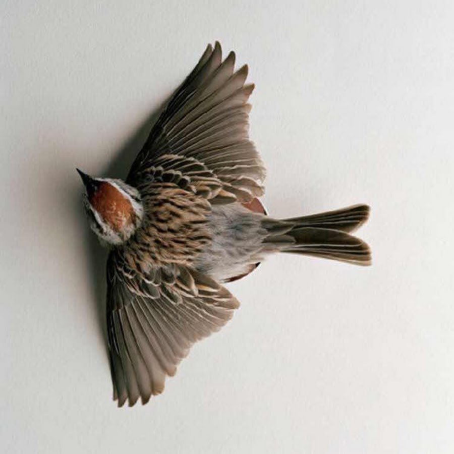 Воробей Эстетика