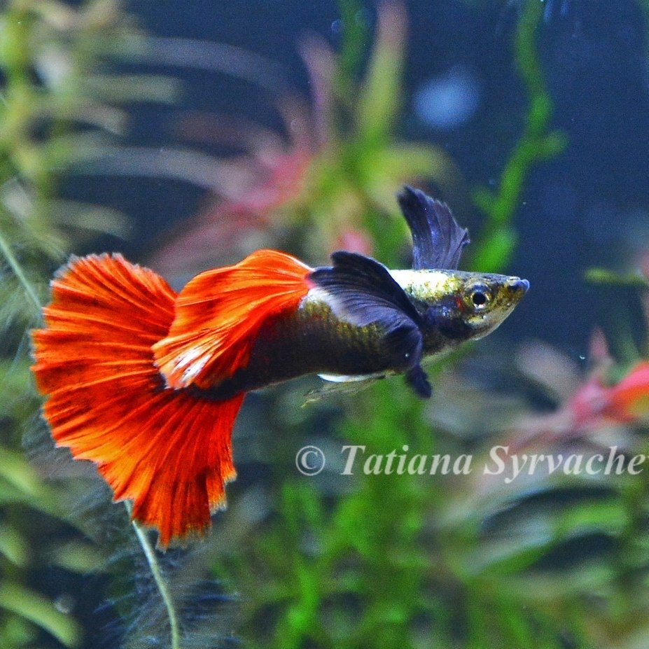 Гуппи ред Тейл Дамбо