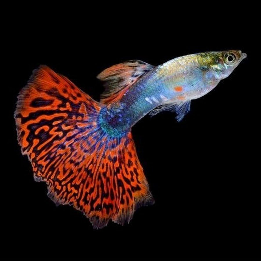 Гуппи кои самцы