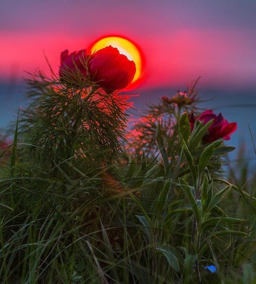 Доброй летней ночи