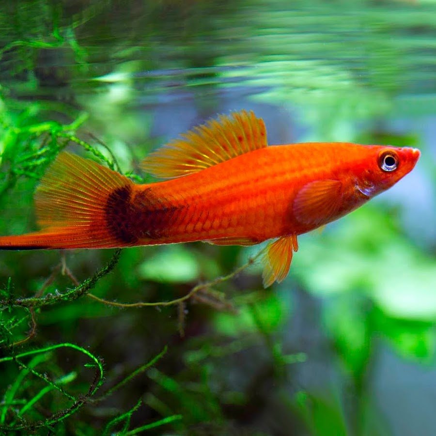 Красный меченосец рыбка аквариумная