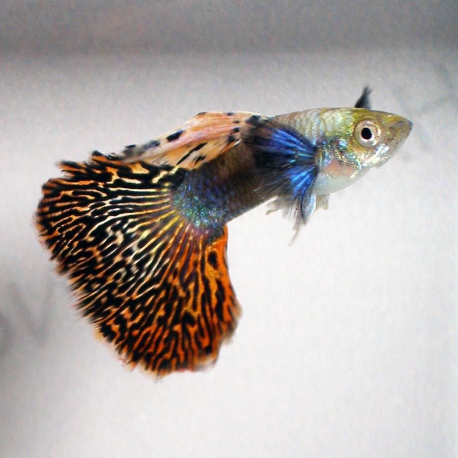 Гуппи Дамбо