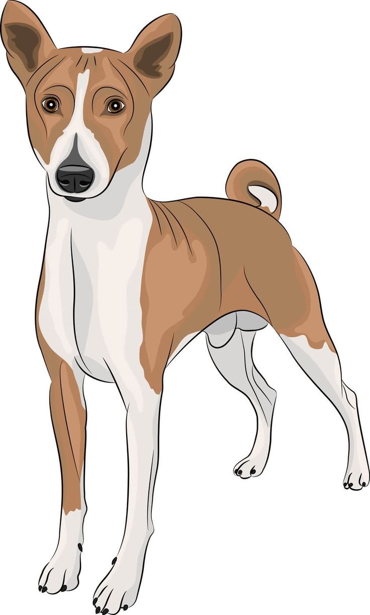 Басенджи рисунок