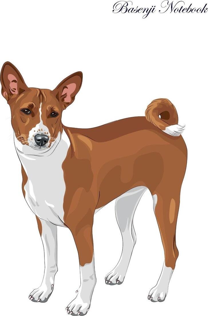 Наклейки на авто басенджи