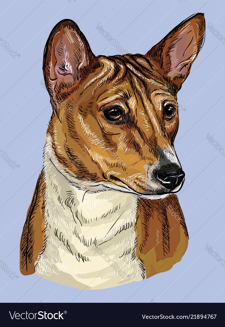 Векторный рисунок басенджи