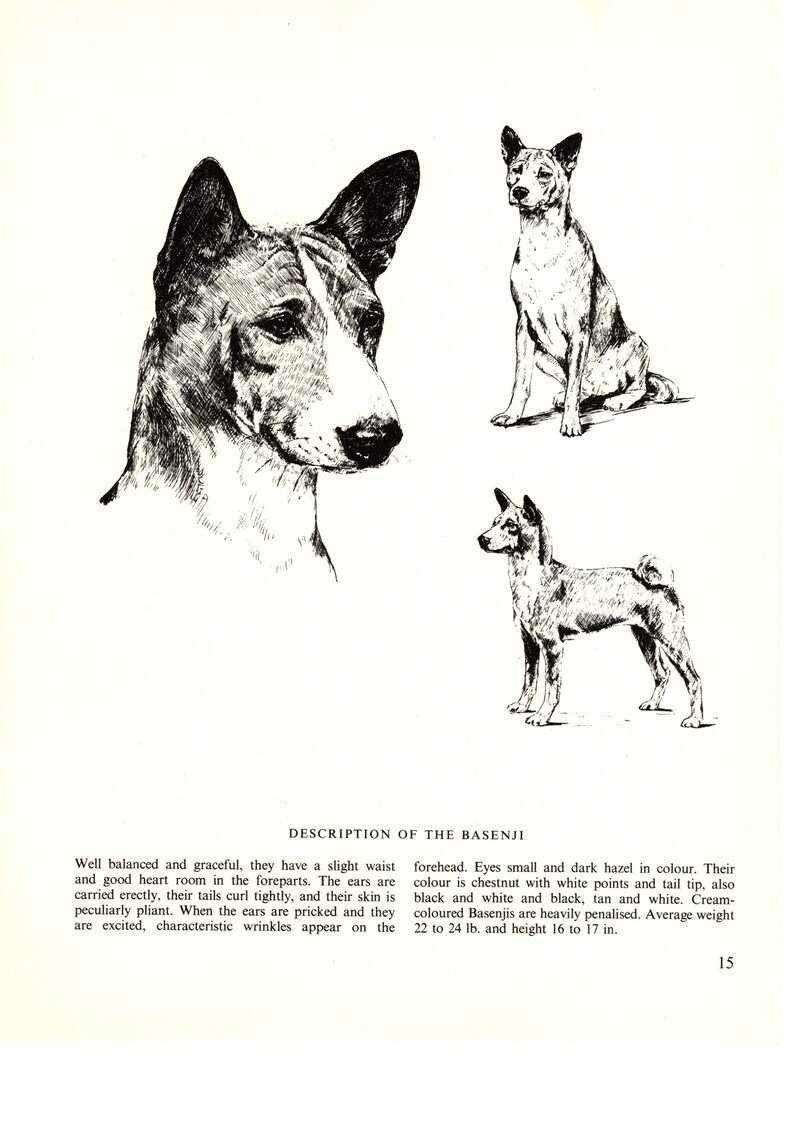 Скелет басенджи