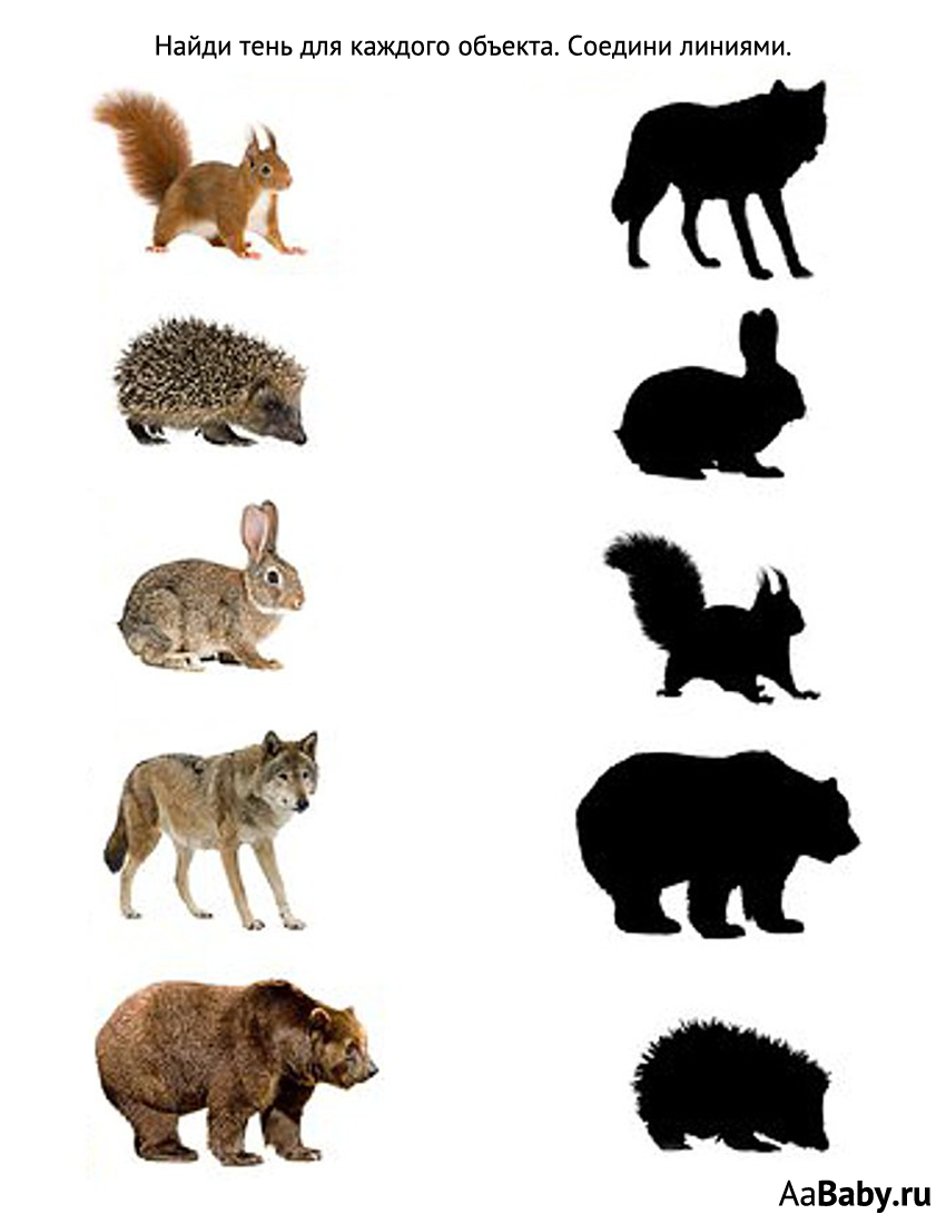 Найди по тени Дикие животные
