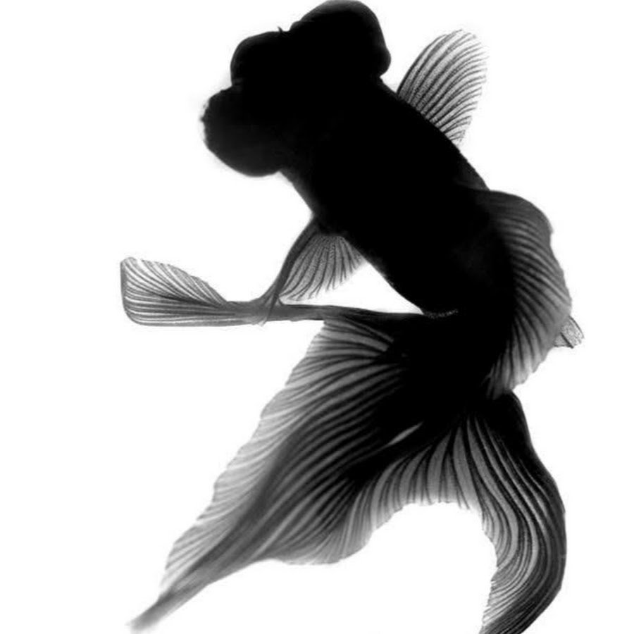 Красивые рыбы