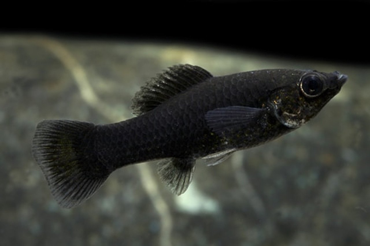Черная рыба жив. Чёрная Молли (Моллинезия). Рыбка Моллинезия черная. Ихтиофтириоз Моллинезия. Моллинезия аквариумная рыбка.