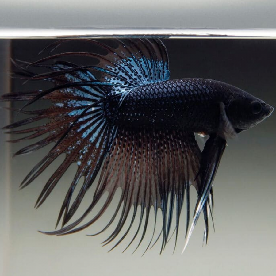 Петушок коронохвостый аквариумная рыбка