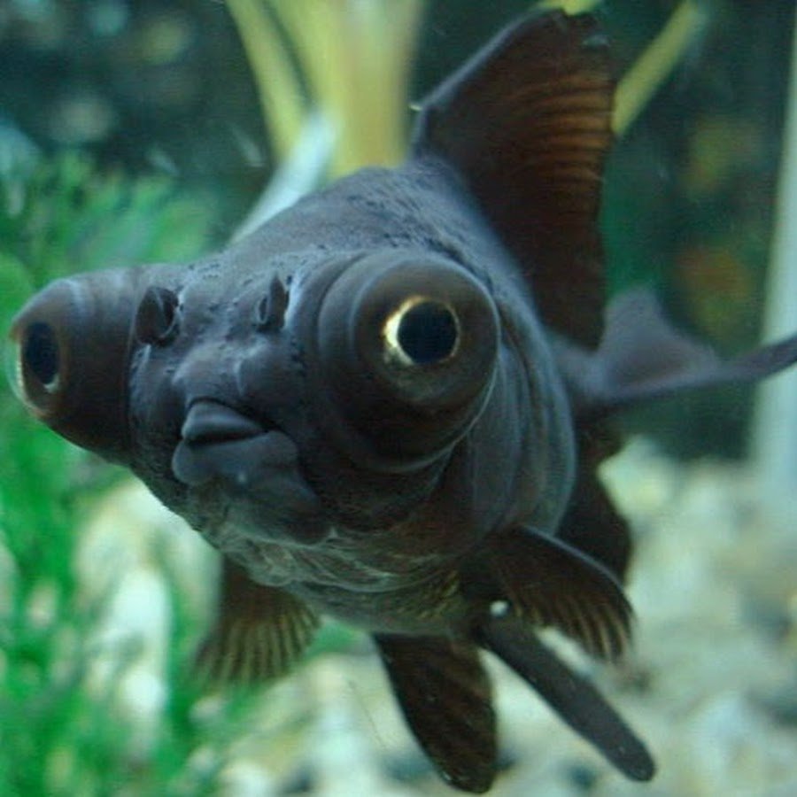 Телескопик рыбка