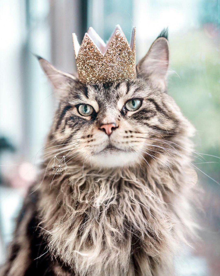 Царский кот