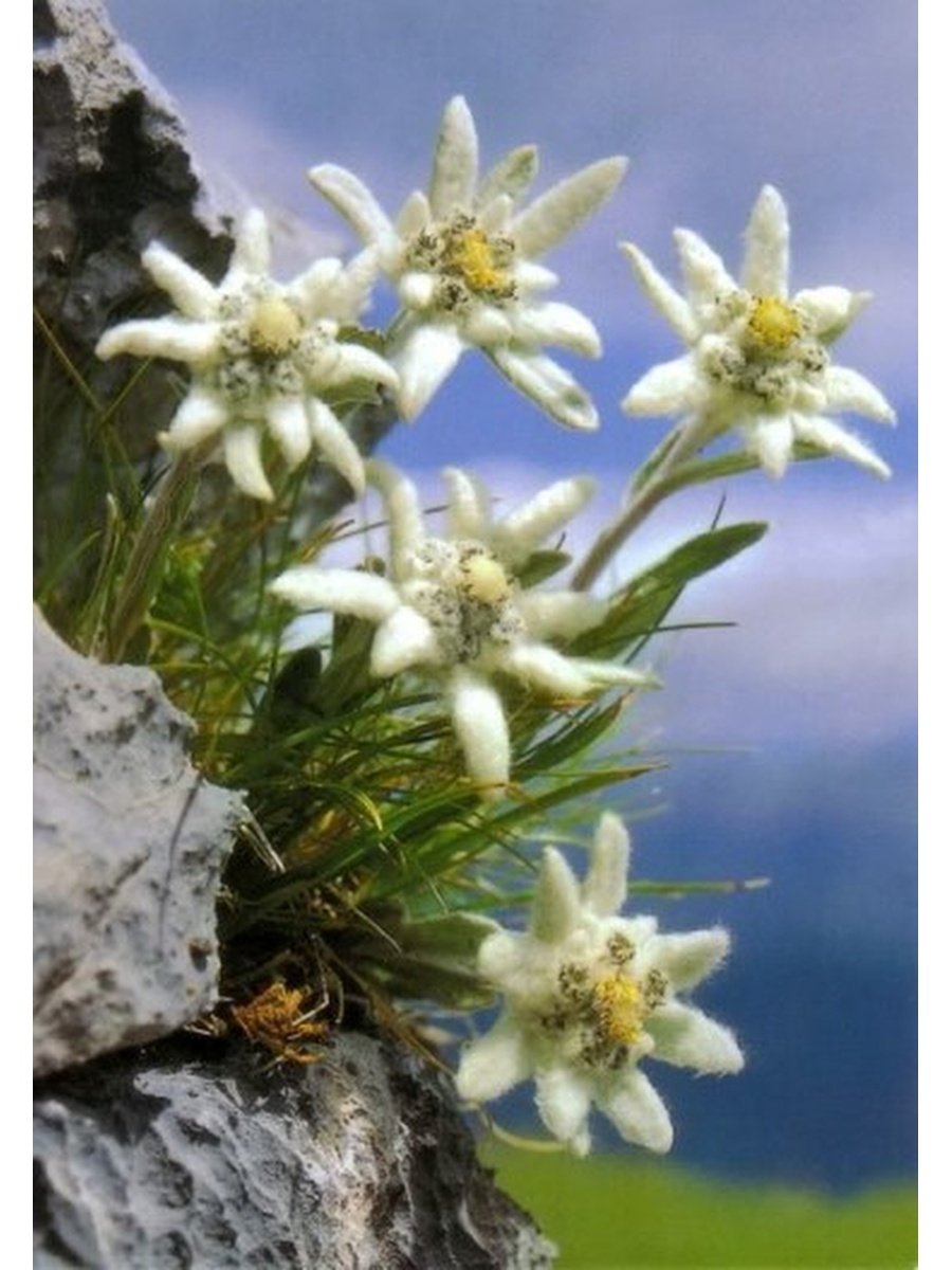 Эдельвейс Альпийский