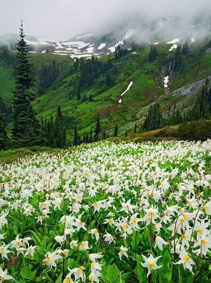 Альпийские Луга с эдельвейсом