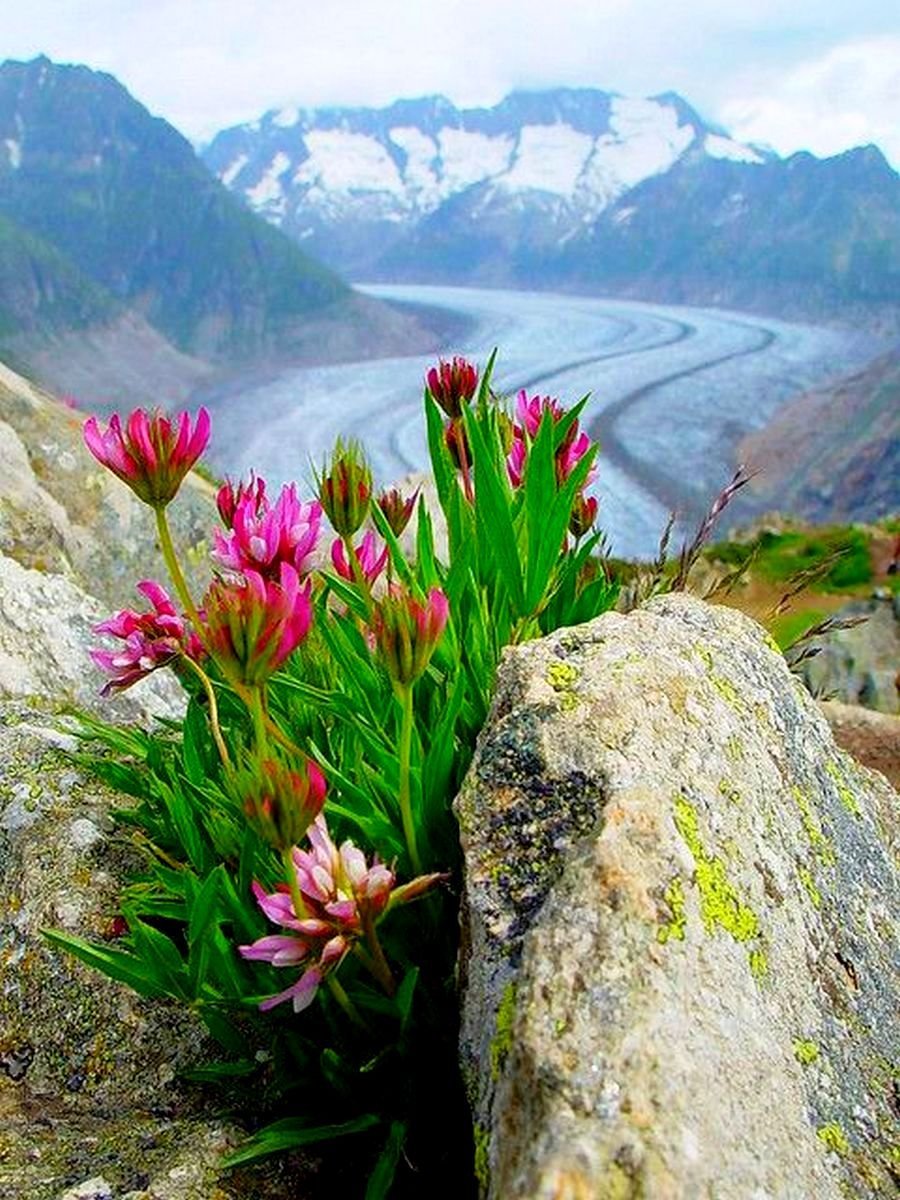 Альпийские Луга с эдельвейсом