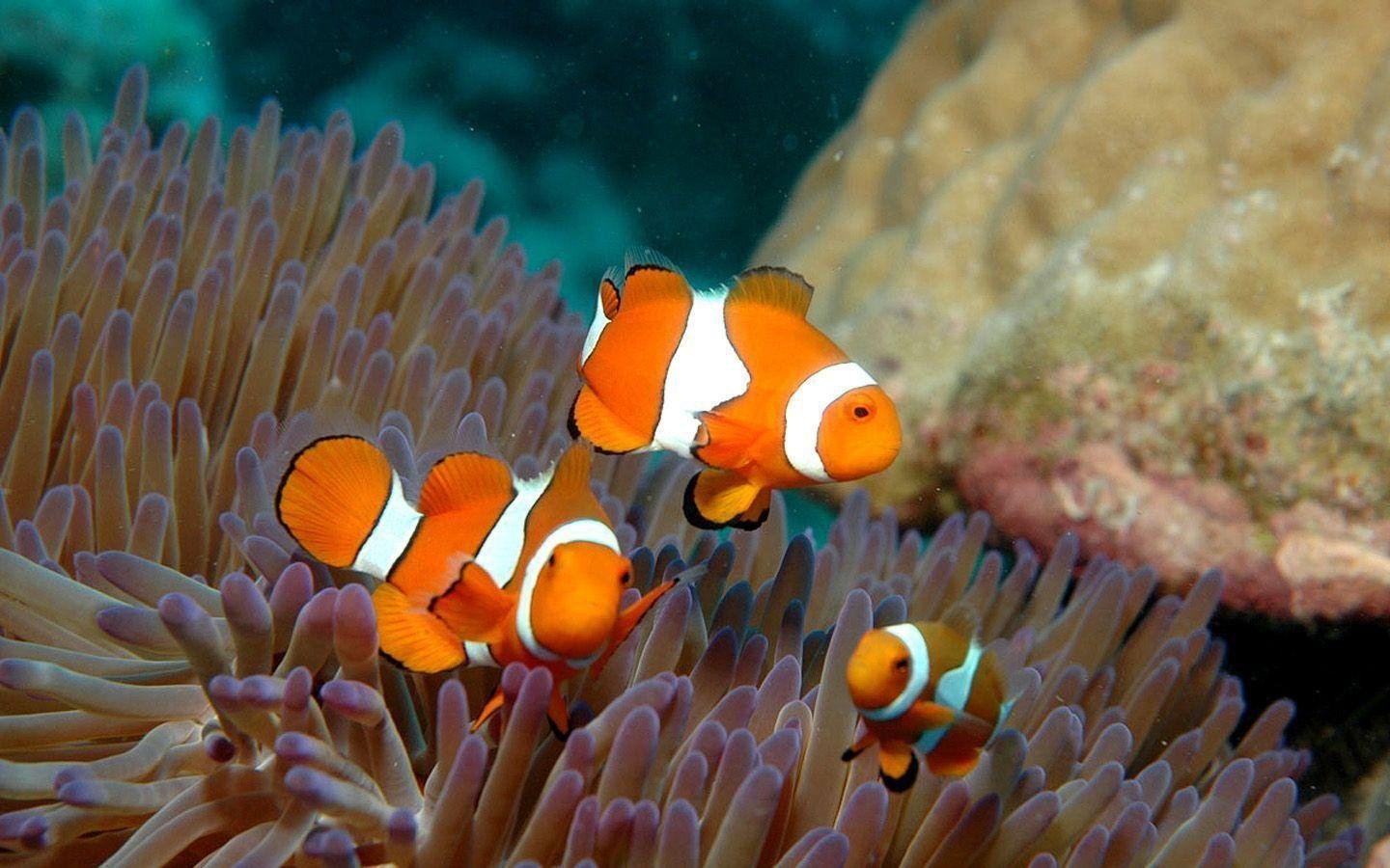 Рыбка коралловых рифов. Большой Барьерный риф рыбы. Австралия Барьерный риф кораллы. Рыбы барьерного рифа в Австралии. Коралловый риф Австралия рыбы.