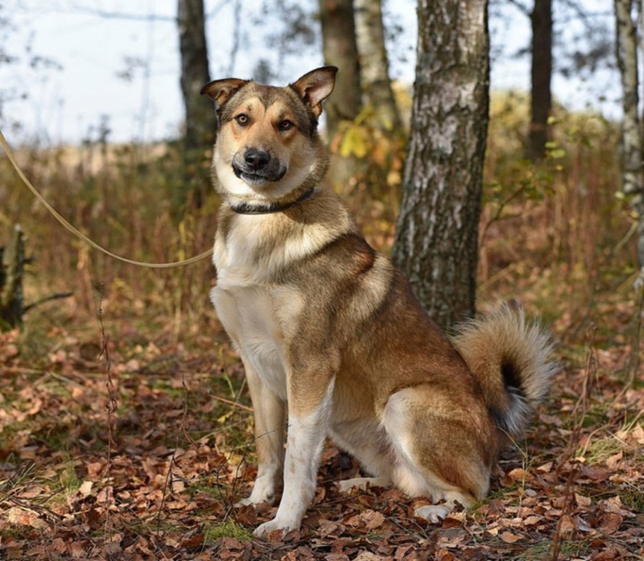 Метис лайки и овчарки
