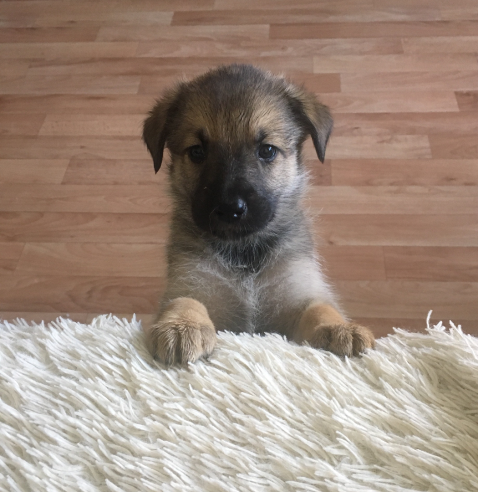 Метис овчарки и лайки щенки