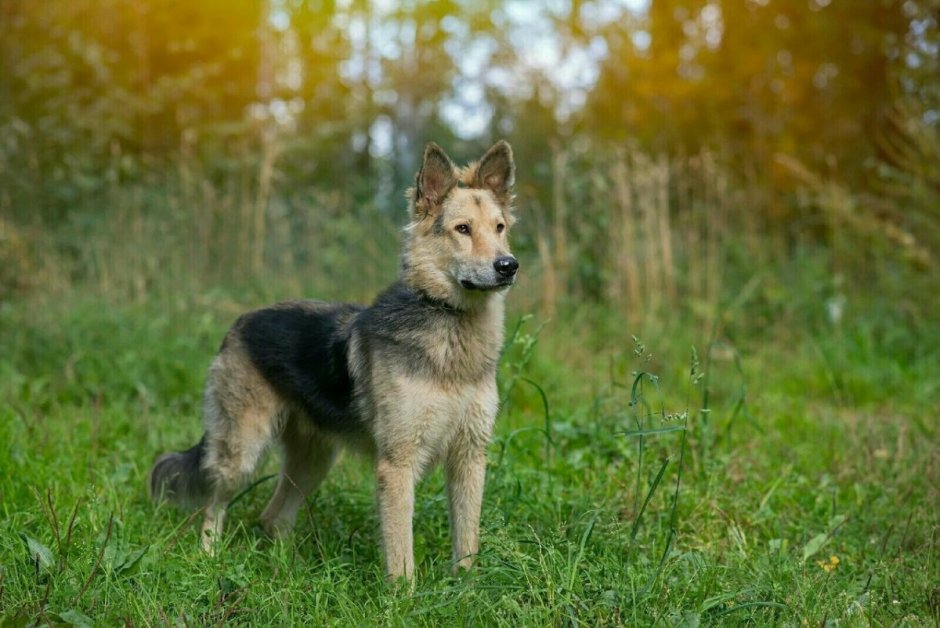 Метис лайки и овчарки рыжий