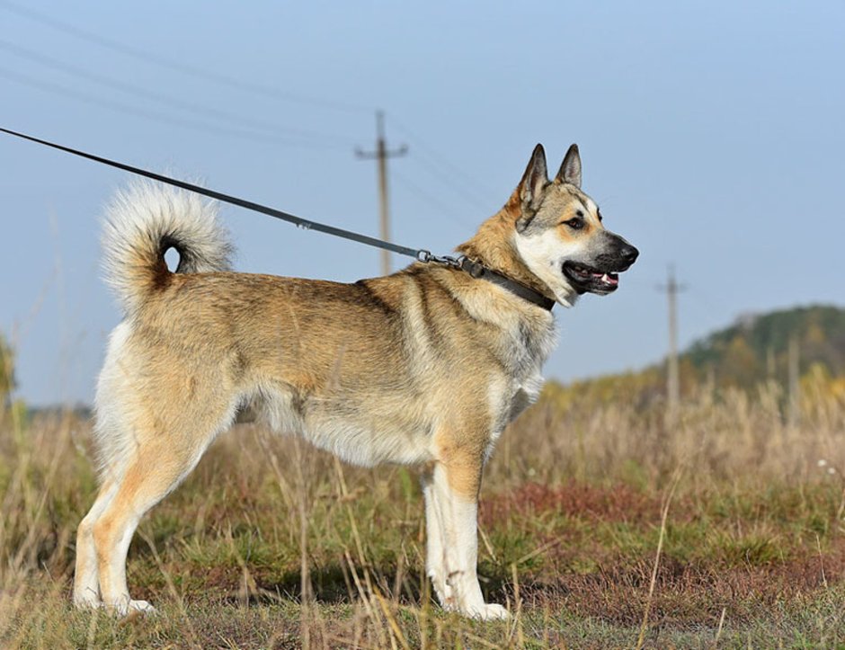 Метис лайки